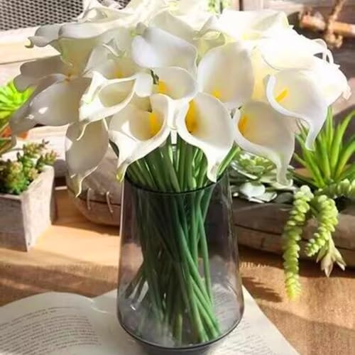 Lange Blütezeit, Calla Lily, Ideale Garten, Gemischte Farben, Bienenfreundlich, Winterhart MehrjäHrige, Elegante Calla Lilien,-4zwiebeln-H
