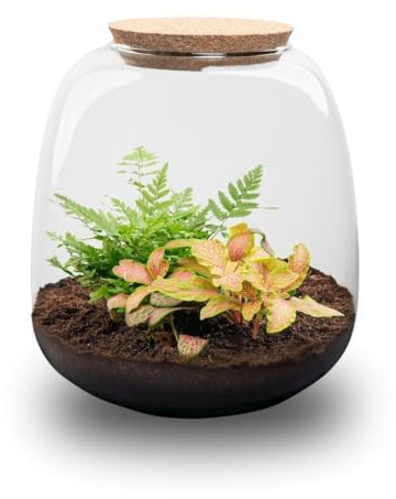 Petit terrarium à plantes « Kleine Emma » avec Fittonia Ruby Lime