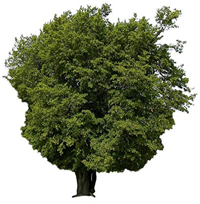 Hainbuche (Carpinus betulus) 200 Samen (Heimischer Baum - Winterhart)