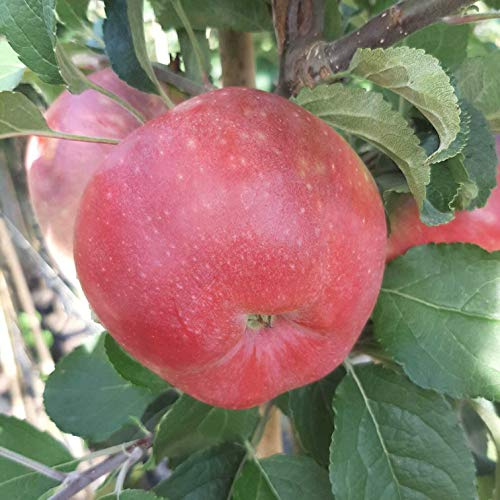 Kirgisischer Herbstapfel robuste Apfelsorte Halbstamm 150-170 cm 10 Liter Topf Unterlage M7