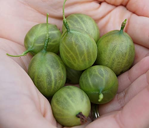 Stachelbeer-Stämmchen `Tatjana, Grüne Stachelbeere auf Stamm, ca. 120cm, im Topf