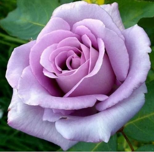 Blue Moon Hybrid Tea Bush Rose, Fragrant ICY Blue/Lilac/Mauve Blooms, Outdoor Garden Plant in a 3 Litre Pot, Fully Established, Garden Ready, Grown in UK Nursery