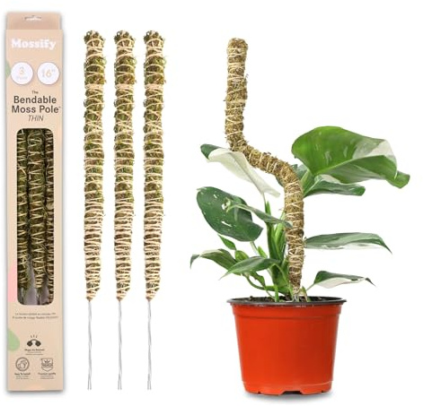 Mossify Biegbare Moosstange, 3 Stück, 40,6 cm, Monstera-Pflanzenstütze – natürliche Waldmoosstangen für Kletterpflanzen – Flexible und dünne Pflanzstäbe für Monstera-Unterstützung – Innen- und