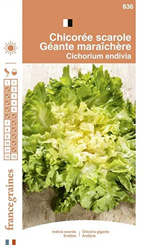 France Graines - Chicorée Scarole Maraichère