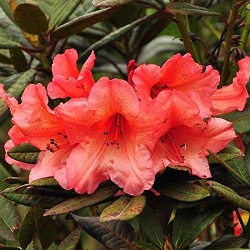 Rhododendron 'Tortoiseshell Orange' 40-50 cm en conteneur