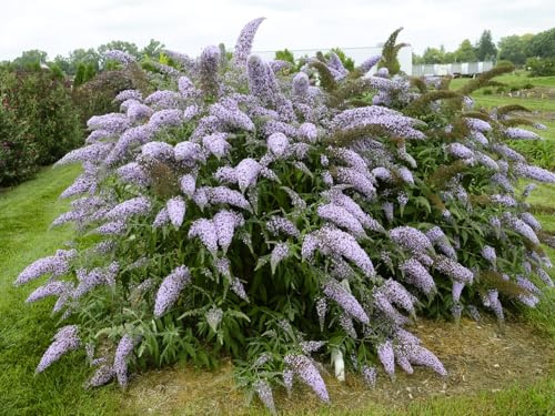 Greenwood Nursery: Live Shrub Plants - 'Grand Cascade' Butterfly Bush + Buddleja/Buddleia Davidii - [Qty: 2X Pint Pots] - (Click for Other Available Plants/Quantities)