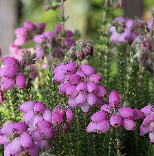 10x Glockenheide Tina - Erica tetralix - lebende Gartenpflanze aus den Baumschulen