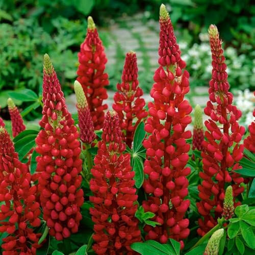 Buy4seeds 30 Seeds Lupin Russell My Castle Useful for Garden and Outdoor