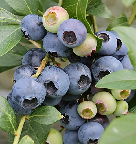 Heidelbeere `Goldtraube´, Blaubeere, Vaccinum corymbosum, 60-80cm, im Topf