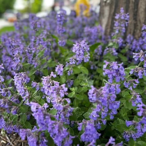 katzenminze bonsai kräutergarten gartenkräuter herbstblumen winterhart wildkräuter bodendecker winterhart mehrjährig frühlingsblumen kräutersamen winterharte kübelpflanzen blumensamen 130samen