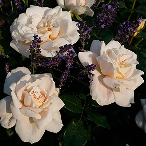 Rose 'Lions-Rose®' - Beetrose aprikotrosa Blüten - Cremeweiße Rose Pflanze Winterhart Halbschattig gesundes Laub - von Garten Schlüter - Pflanzen in Top Qualität
