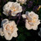Rose 'Lions-Rose®' - Beetrose aprikotrosa Blüten - Cremeweiße Rose Pflanze Winterhart Halbschattig gesundes Laub - von Garten Schlüter - Pflanzen in Top Qualität