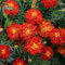 Lot 50 graines de Tagète Oeillet d´Inde naine double Bolero - plante annuelle - 238