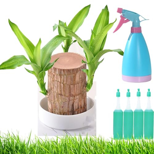Brasilianischer Glücksbaum, Brasilianischer Baum, Brasilianisches Glücksholz, Brasilianische Glückspflanze, Office Desk Mini Brazil Lucky Wood Indoor Büro Desktop Pflanze (1 stück)