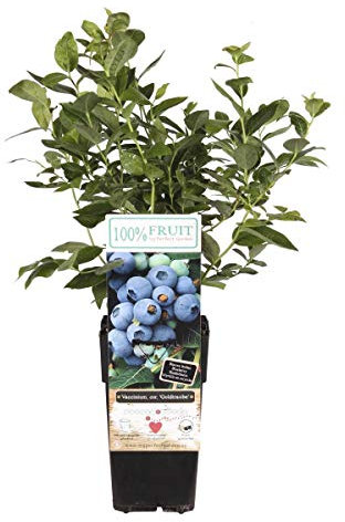 Heidelbeere Goldtraube 71 ca. 60 cm – Kulturheidelbeere für Garten & Terrasse – winterharte Obstpflanze, pflegeleicht, vitaminreich, ertragreich – ideal für Naschgarten & Kübel