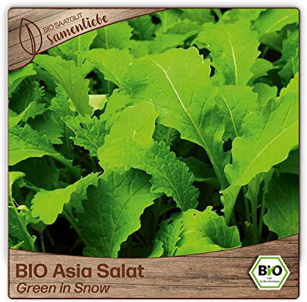 Samenliebe BIO Asia Salat Samen Green in Snow senfartiger Blattsenf Wintersalat grün 1g samenfestes Gemüse Saatgut für Gewächshaus Freiland und Balkon BIO Gemüsesamen winterhart