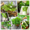 Raccolta di semi di erbe aromatiche 15 pacchetti individuali delle nostre erbe culinarie più popolari (15)