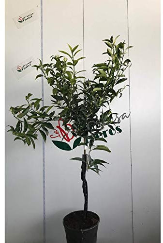 Mandarino - Maceta 22cm. - Altura total aprox. 1'2m. - Planta viva - (Envíos sólo a Península)