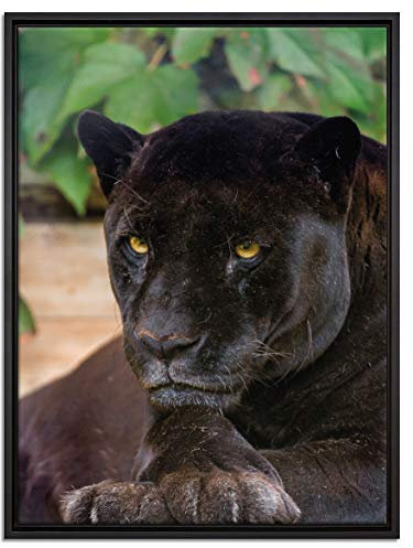 Pixxprint schöner schwarzer Panther Leinwandbild 80x60 cm im Bilderahmen, Wandbild, Schattenfugenrahmen, Kein Poster
