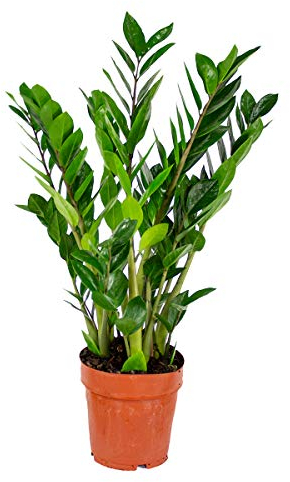 Bloomique - Zamioculcas Zamiifolia - Glücksfeder - ZZ Pflanze - Zimmerpflanzen - Luftreinigend - Sehr pflegeleicht - 50-60 cm Hoch - Topf 17 cm