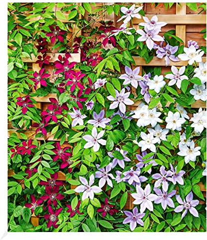 BALDUR Garten 3er Winterharte Clematis Triologie, Pflanzen im 9x9 cm-Topf | pflegeleicht, blühende Kletterpflanze, 3er-Farb-Mix, rot, blau, weiß, winterhart, mehrjährig, ideal für Balkon & Terrasse