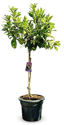 Citrus sinensis Natural Árbol para Cultivar Naranjas que Debes Tener en tu Huerto