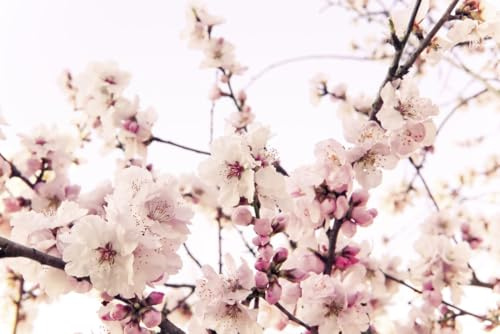 A.S. Création Papier peint Cherry Blossom 3,75 m x 2,50 m - WALLLOVE Papier peint fleurs de cerisier en rose, blanc y compris colle - DD129571