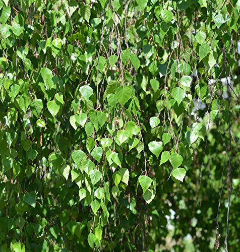 Hochstamm Trauer-Birke Youngii 125-150cm - Betula pendula - lebende Gartenpflanze aus den Baumschulen