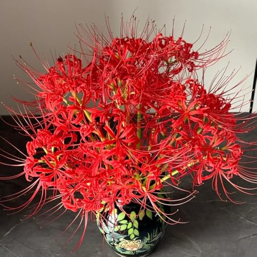 bulbi giglio ragno - Lycoris Radiata di primavera interni esotici ufficio decorativi giardino balcone 3pcs