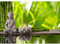 Runa Art Carta da parati fotografica Natural Buddha di bambù 352 x 250 cm Vello Sfondo Murale XXL Moderne Decorazione Soggiorno Camera De Letto Sala Ufficio grigio 9279011a