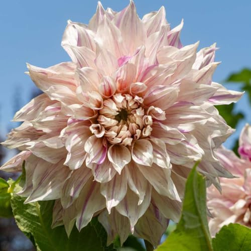 Plant in a Box - Dalia - 3 Pezzi - Dahlia 'Café au lait Twist' - Bulbi di fiori