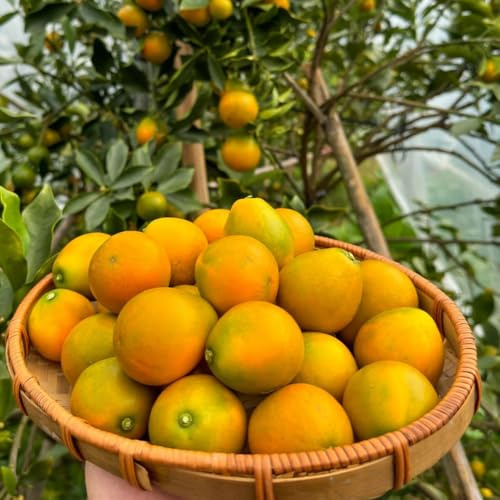 Semi di kumquat - da colonnari da semi rari resistenti per il giardino fresca frutteto nani resistenti regali per 300pcs