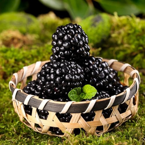 moras - espaldera zarzamora Semillas de resistentes balcón de balcón Cultivo verdes, interior 75semillas