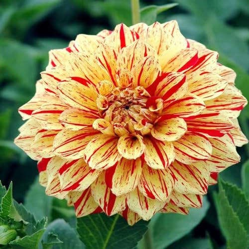 Tuberi di dalia resistenti, decorazioni giardino per esterni giardino roccioso tappezzanti d'appartamento esotiche resistenti in 2pcs
