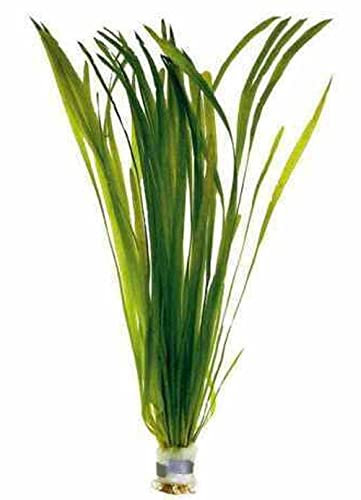 Biotope Aquatics Ltd - Bunch Straight VALLIS - Aquarium Live Plant - Fish Tank Vallisneria spiralis