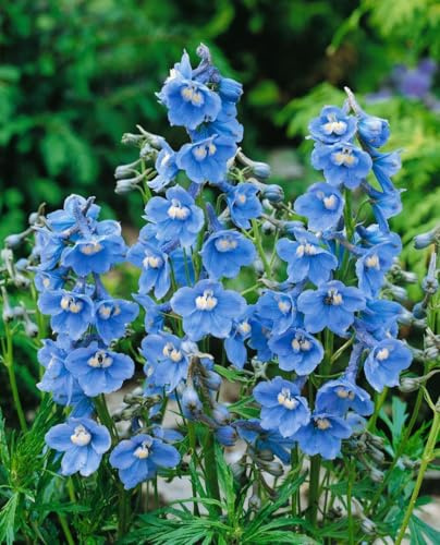 Delphinium x belladonna 'Cliveden Beauty' 11 cm Topf – Winterhart, Mehrjährig – Rittersporn – Staude für Beet & Rabatte