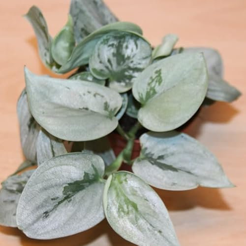 Scindapsus Argyraeus Satin Pothos Silver Ann in 8 cm Pot