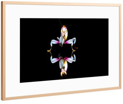 artboxONE Poster mit Rahmen Kupfer 75x50 cm Orchideen Fangschrecke von Die Welt Tanzt Farben - gerahmtes Poster