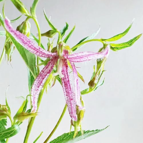 Semi di campanula-Campanula media,giardino decorativo,resistenti all'esterno da giardino,decorazione del soggiorno semi di 100pcs