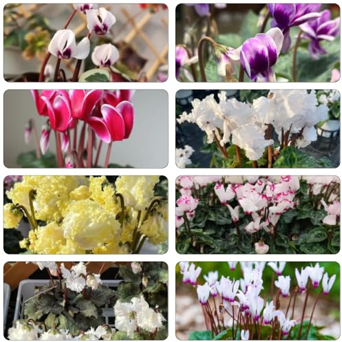 Alpenveilchen exotische zimmerpflanzen dachbegrünung balkonpflanze schnittblumen frühlingsblumen pflanzenkübel blumendeko blumenwiesensaat balkongewächshäuser indoor kräutergarten 100samen
