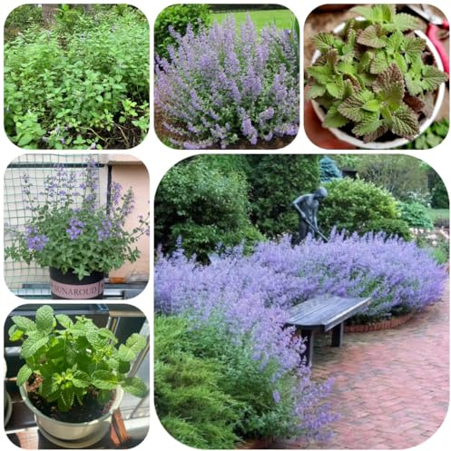 katzenminze, steingartenpflanzen winterhart garten balkonpflanzen kübelpflanzen kräuterbeet balkon geschenke für gartenfreunde wildkräuter minze 500samen