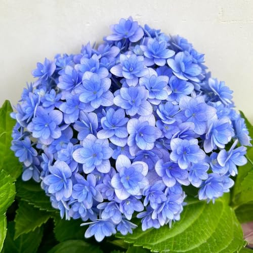 semillas de hortensia, trepadoras raras decoración de sala estar interior exóticas balcón con, exóticas del jardín rocas 65pcs