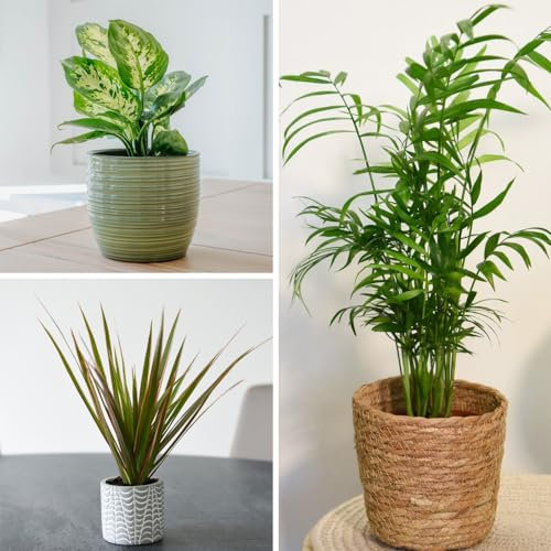 Houseplant Easy Care Collection - 3 Beautiful Varieties for Stunning Indoor Décor & Air Purification - Low Maintenance - Easy to Grow Your Own - 3X Plants by Thompson and Morgan