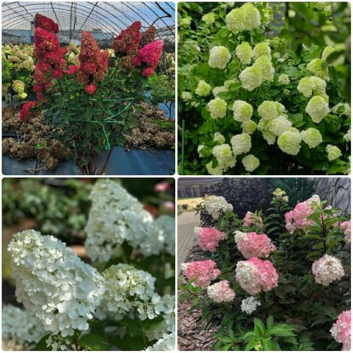 semillas de hortensia de panícula - para lugares soleados Hortensia paniculata - semillas de para exterior resistentes al invierno 120pcs