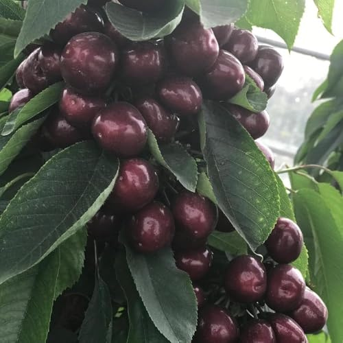 kirschbaum - indoor garten bio obstbäume garten obstbaum stauden - Seltene serie - säulenobst winterhart obstsamen bonsai 10samen