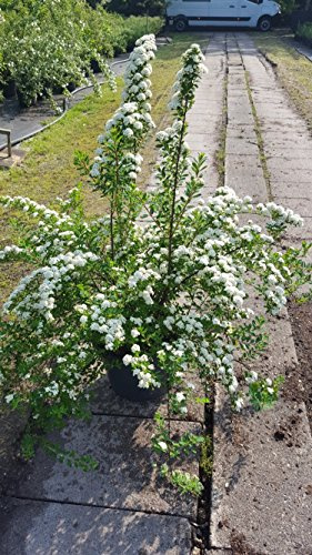 Japanische Strauchspiere Spiraea nipponica Snowmound 80-100 cm hoch 10 L | Winterhart, pflegeleicht & reichblühend – kompakter Wuchs, bienenfreundlich, ideal für kleine Gärten & Beete