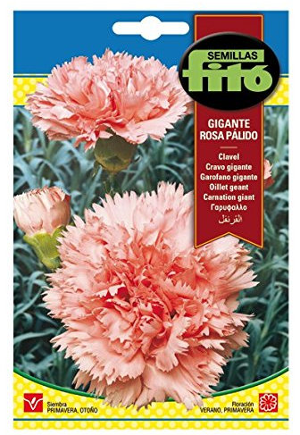 Semilla Clavel gigante rosa pálido - Semillas Fitó