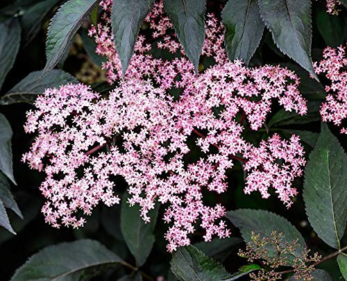 Rotblättriger Holunder `Black Beauty´, Sambucus nigra, ca. 60cm im Topf