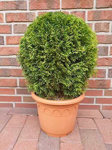 Thuja, Kugel (Durchmesser: 40-45 cm), Smaragd, Edelthuja, Formpflanze, winterhart + Dünger