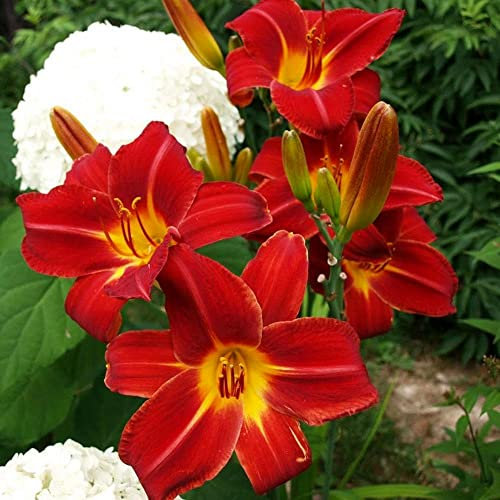 Hemerocallis bulbi bulbi di Hemerocallis Daylily resistente facile da sopravvivere